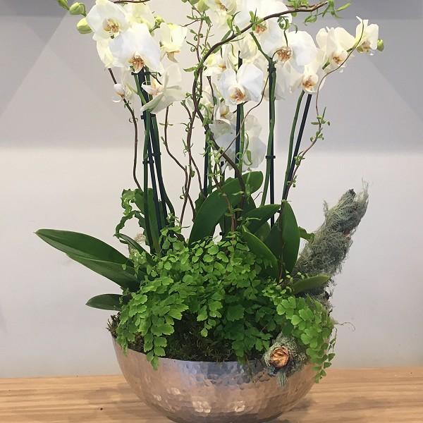 Corporate Flowers orchids and ferns
